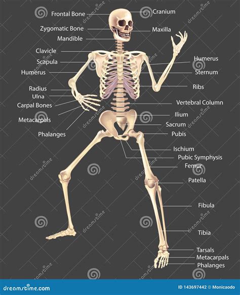 Human Skeleton Medically Accurate Illustration Stock Vector