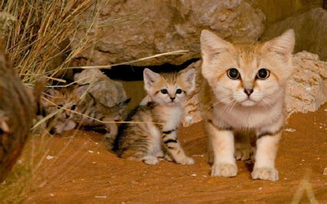 10 Beautiful Rare Wild Cats Cute Wild Cats We Love Cats And Kittens