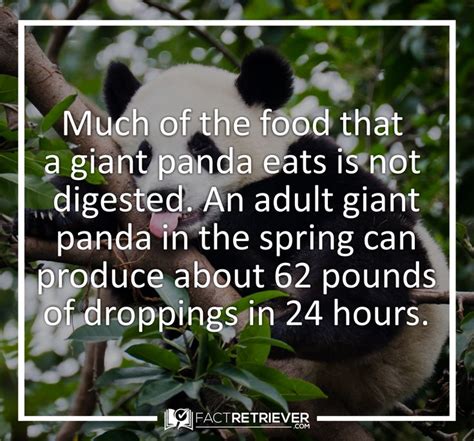 70 Cute Facts About Giant Pandas Panda Giant
