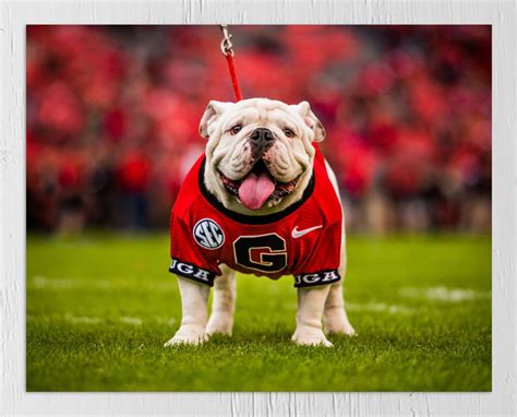 Uga Georgia Bulldogs Uga X Mascot Photo Picture Print Graduation T