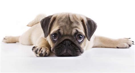 This breed can become very jealous at times, but does exceptionally well around strangers. FAQs about Pug Puppies for You!