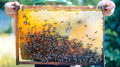 75 Percent Of Global Honey Samples Contain Neonicotinoid Pesticides Iflscience