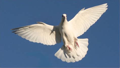 White Doves Of Pittsboro North Carolina White Dove Release White