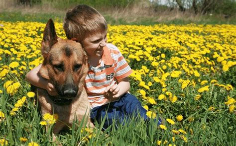 Beste Hondenrassen Voor Een Kind Met Autisme Uitgelaten Hond