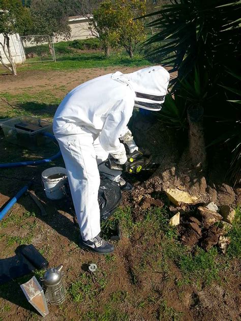 More than 10 years experience. About D-Tek Bee Removal | #1 Best Live Bee Removal San Diego