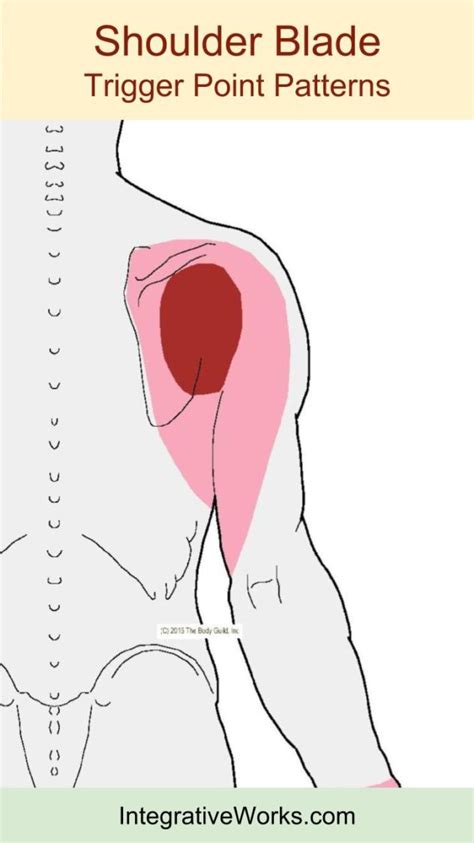 Pain Along Shoulderblade When Reaching Up Or Back Integrative Works