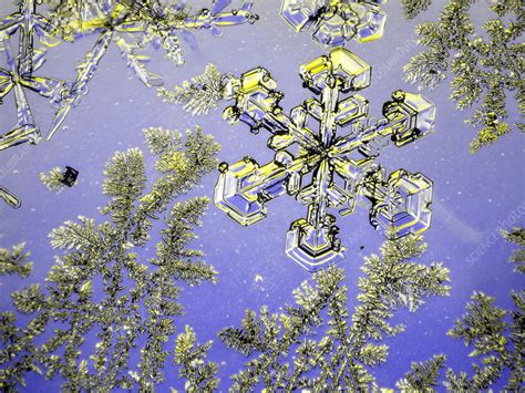 Snowflakes Stock Image E1270525 Science Photo Library