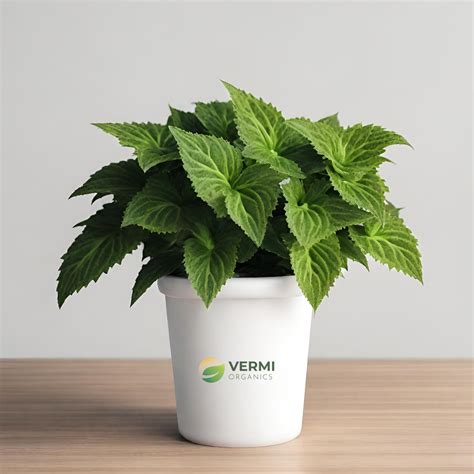 Buy Coleus Coerulescens Succulent Plant Vermi Organics