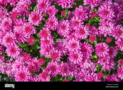 Bright Pink Mums Or Chrysanthemums Flower Background Stock Photo Alamy