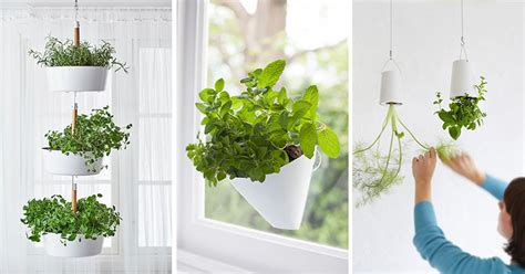 Indoor Garden Idea Hang Your Plants From The Ceiling And Walls