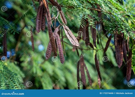Tan And Brown Seed Pods Hanging On Honey Locust Tree Branches Stock