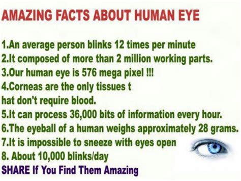 Human Eye Facts Fun Facts About Your Eyes Pinterest Eyes Facts