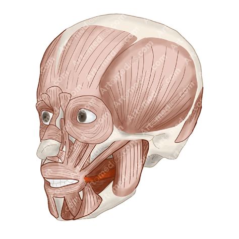 Risorius Muscle The Smiling Muscle Artomedics Studio