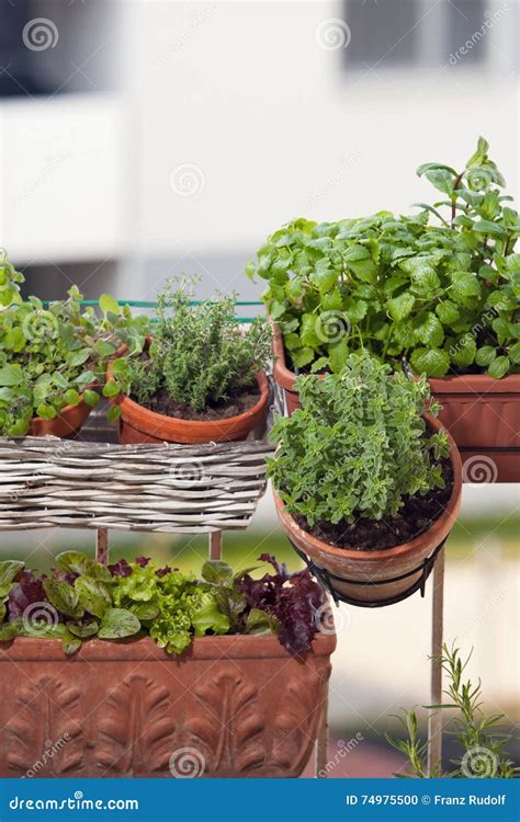 Herbs And Vegetables On Balcony Stock Photo Image Of Gardening Small