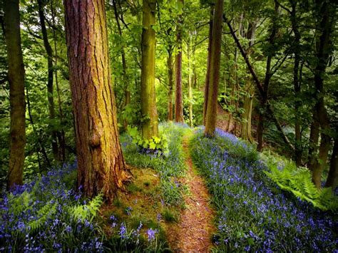 Woodland Path Spring Forest Forest Path Fantasy Forest