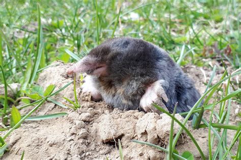 Pesky Moles Are Natures Perfect Tunneling Machine Collingwoodtodayca