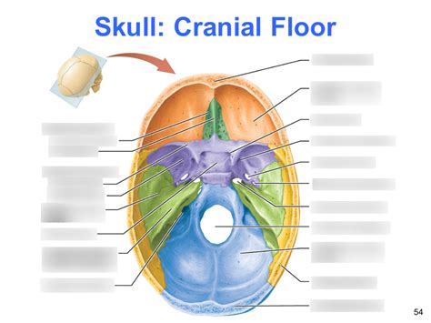 Skull Cranial Floor Diagram Quizlet