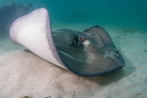 Lessons From A Sting Ray