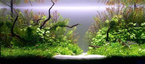 Hungarian Aquascaping Contest Hac Gal Ria Live Aquarium Plants