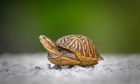 Meet The 10 Cutest Turtles In The World A Z Animals