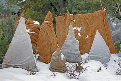 Burlap Plant Protection Tips On Covering Plants With Burlap Winter