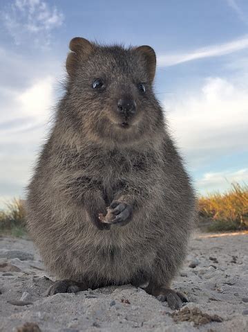 Portraits usually look the nicest when everyone is evenly lit. Quokka Encounter At Rottnest Island Western Australia The ...