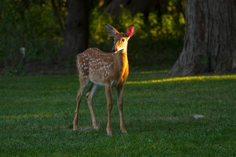 Ann Brokelman Photography White Tailed Deer With Fawns Sept 2016