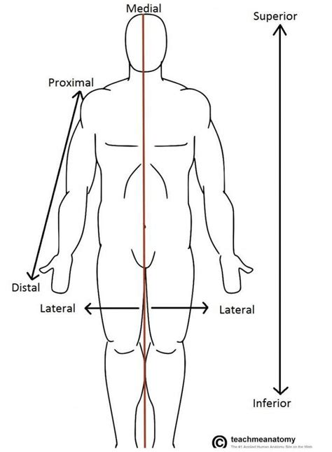 Pictures Of Anterior Anatomicalhealthiack