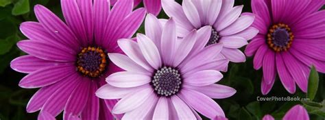 Generally, with flowers, overcast days work the best. Vibrant Pink Purple Flowers Facebook Cover - Nature