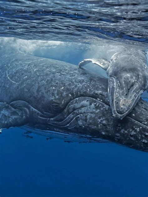 Whale Hug Bing Wallpaper Download