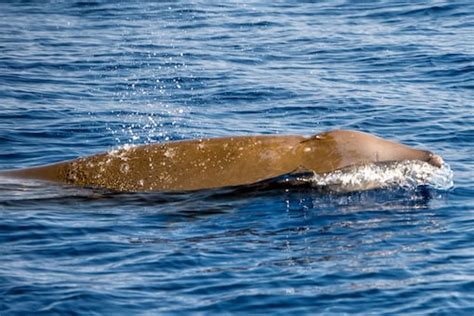 New Species Of Beaked Whale Discovered By Scientists In New Zealand