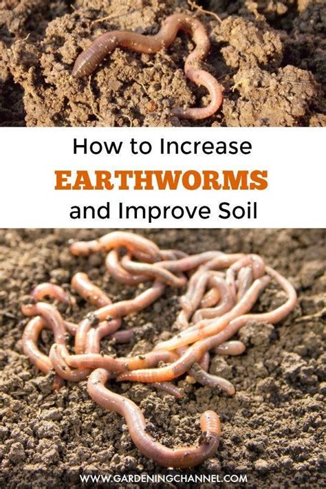 Learn How To Improve Soil And Build A Habitat Earthworms Will Love