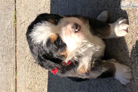 Red Bernese Mountain Dog Puppy For Sale Near Atlanta Georgia