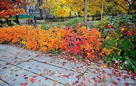 가을 화려한 Pixabay의 무료 사진 Pixabay