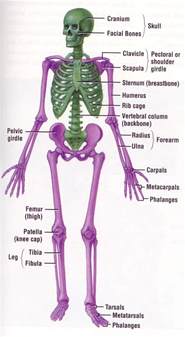 Blog Learn Bones Human Skeleton Anatomy Human Anatomy And