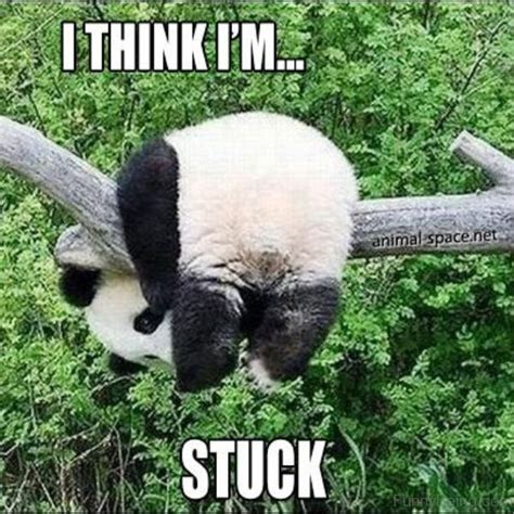 80 Cute Panda Memes