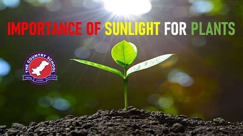 Importance Of Sunlight For Plants Did You Know How Plants Eat
