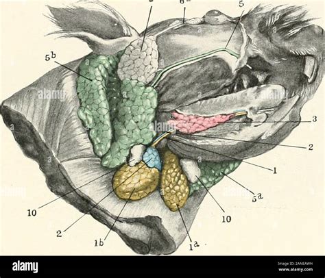 Contribuciones A La Anatomía Y El Desarrollo De Las Glándulas Salivales