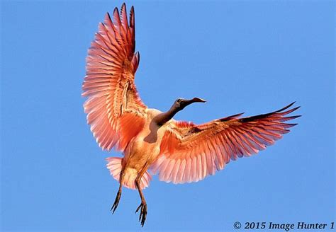 Roseate Spoonbill Juvenile Learns About Landing Gear Image Hunter