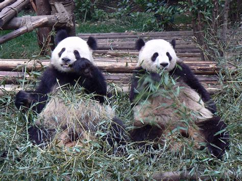 9 Ridiculously Cuddly Panda Pics And A Few Rad Red Pandas Guaranteed