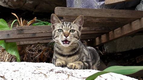 Tabby Cat Yawns And Meows Youtube