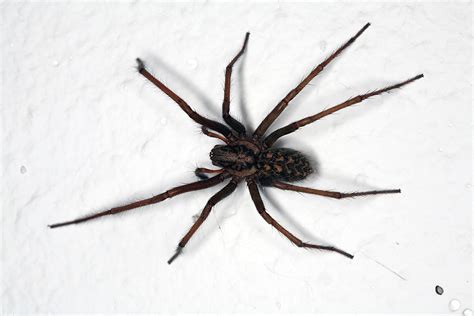 Parson Spider Permatreat Pest And Termite Control