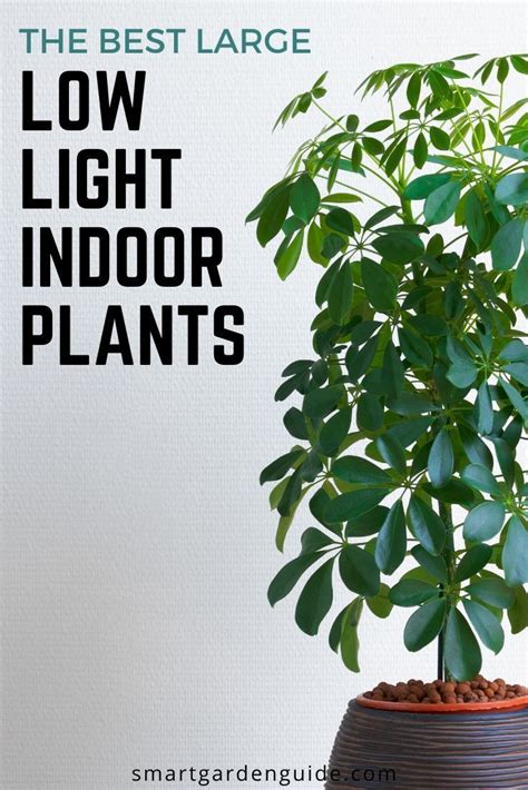 18 Large Low Light Indoor Plants To Bring Your Home To Life Indoor