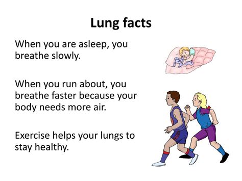 Ppt Lungs And Breathing Powerpoint Presentation Free Download Id