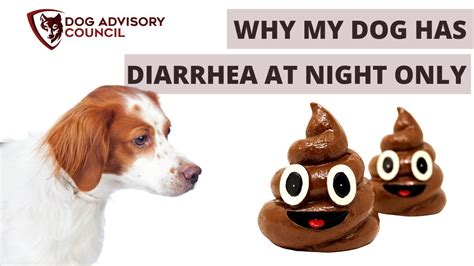 Why My Dog Has Diarrhea At Night Only Youtube