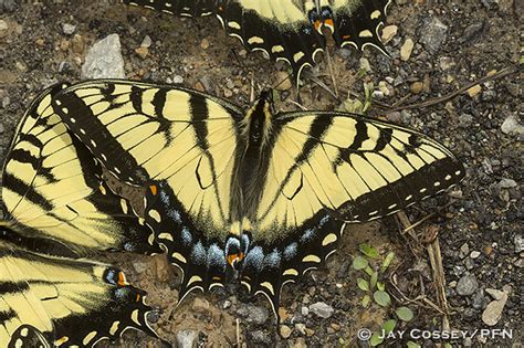Eastern Tiger Swallowtail Papilio Glaucus Female Puddlin Flickr