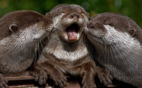 Otters In Kenick Burn Scottish Country Dance Of The Day