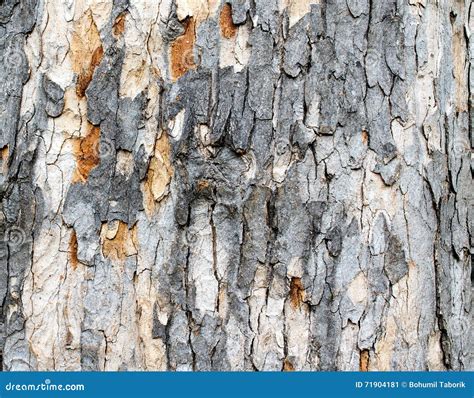 Stripped Tree Bark 2 Stock Image Image Of Orange Outdoor 71904181