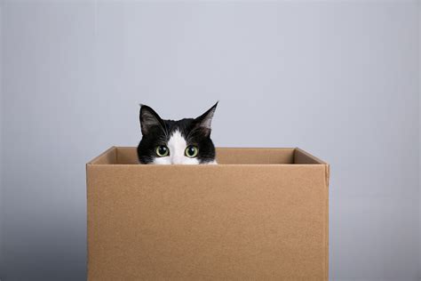 Why Do Cats Like Boxes So Much Askvet