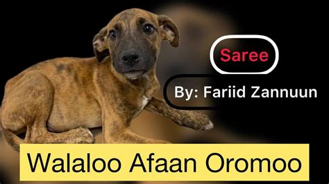 Walaloo Afaan Oromoo Saree Fariid Zannuun Youtube